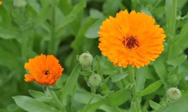 Caléndula: La Planta Admirable de Flores Vibrantes y Múltiples Usos