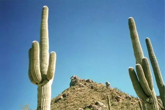 Los Majestuosos Cactus Columnares: Gigantes Espinosos del Paisaje