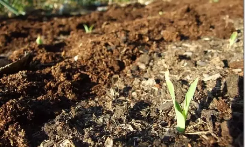 La Influencia Lunar en la Agricultura: Guía Completa para Sembrar con el Ciclo de la Luna