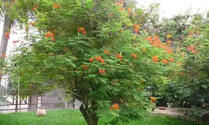 Caesalpinia: Arbustos Exóticos para Jardines Compactos
