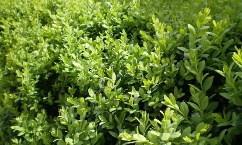 Descubre el Encanto y Versatilidad del Boj Común: Guía Completa para su Cultivo y Cuidado