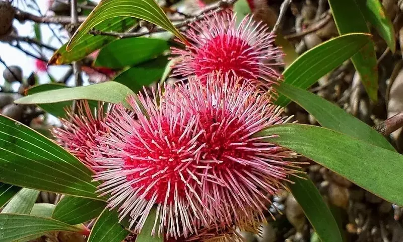 Hakea Laurina: Características, Cultivo y Cuidados Esenciales