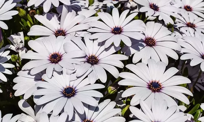 Margarita Africana: Cultivo y Cuidados Esenciales para su Esplendor