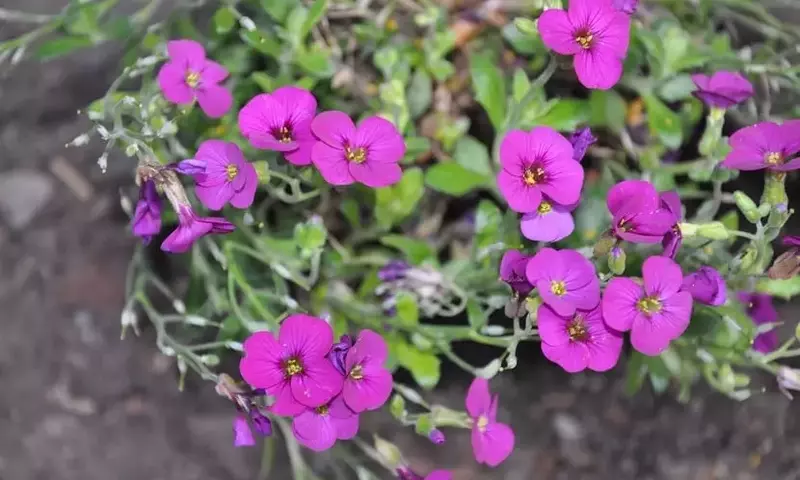 Arabis Blepharophylla: Guía Completa de Cultivo y Cuidados