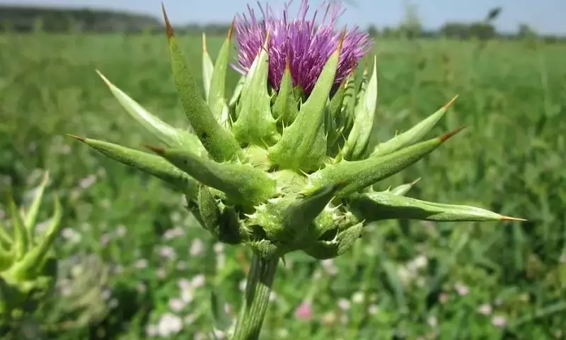 El Cardo Mariano: Una Planta Medicinal con Historia y Propiedades Extraordinarias