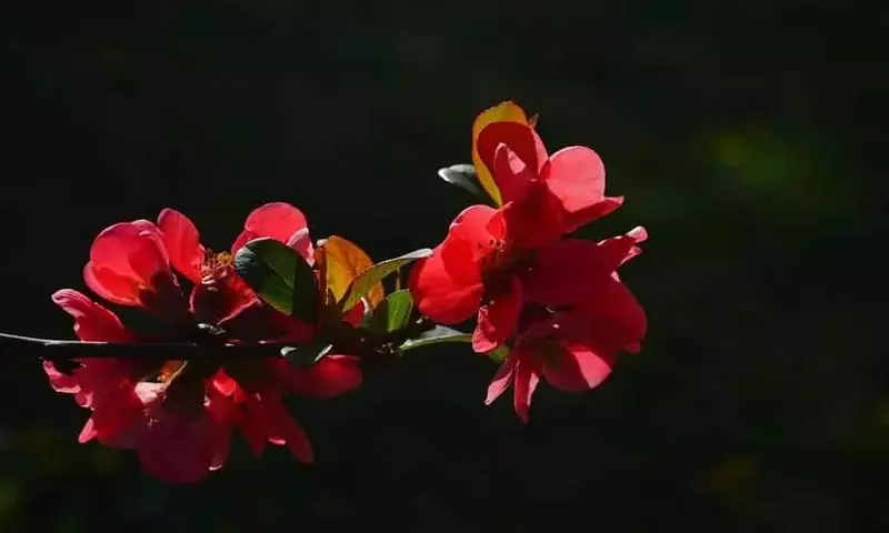 El Membrillero Japonés: Un Arbusto Versátil para Tu Jardín