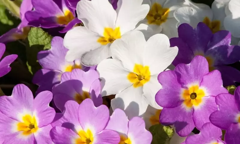 La Prímula Vulgaris: Belleza y Resistencia en tu Jardín