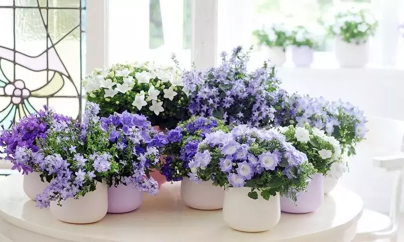 Guía Completa para el Cultivo Exitoso de la Campanula Carpatica
