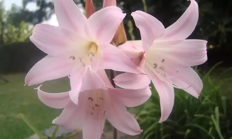 Guía Completa para el Cultivo y Cuidado de la Amaryllis belladona
