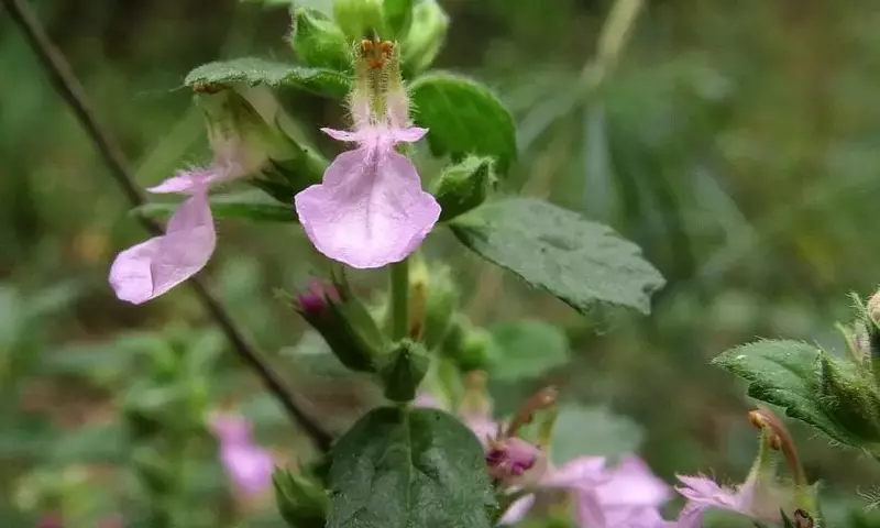 El Camedrio: Una Joya Botánica de Fácil Cultivo y Virtudes Medicinales