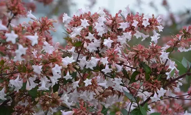 Abelia: Un Arbusto Versátil para Jardines con Flores Exuberantes