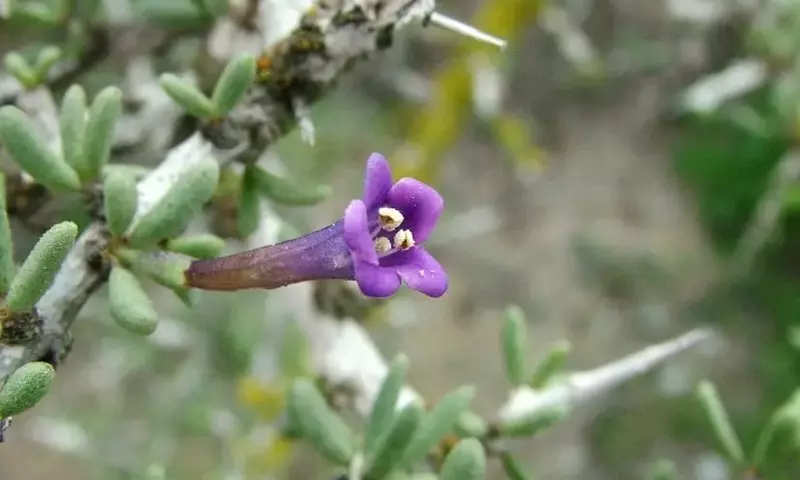 Explorando la Cambronera: El Enigmático Lycium Intricatum