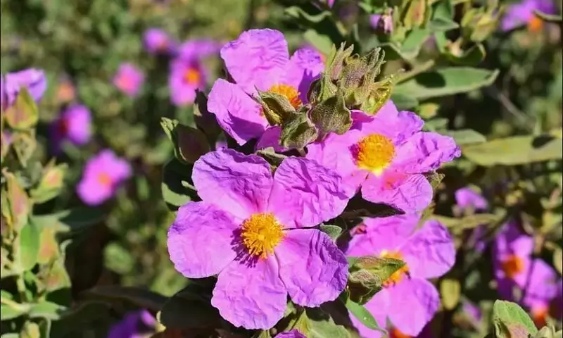 Cistus monspeliensis: Un Arbusto Resiliente del Mediterráneo
