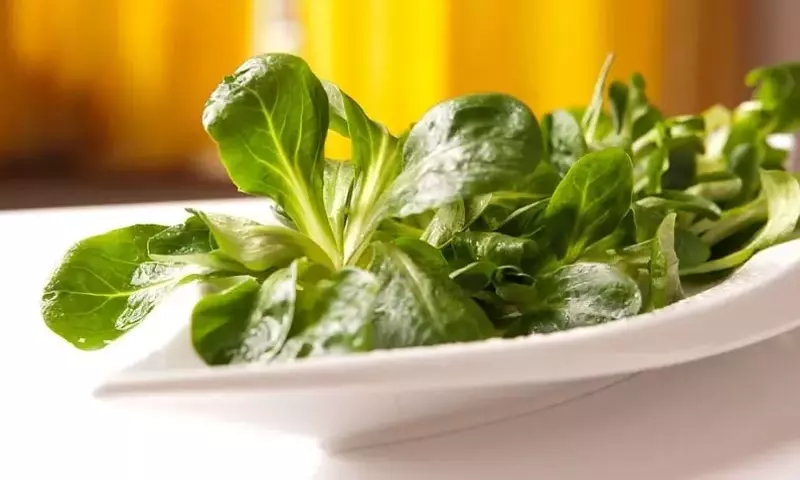 Descubriendo los Canónigos: Una Hierba Ancestral con Propiedades Nutricionales y Variedades Únicas
