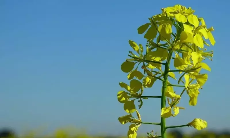 Secretos del Cultivo y Cuidado de la Mostaza: Una Guía Completa