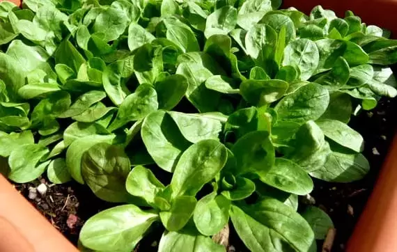 Cultivo de Canónigos: La Lechuga de Invierno en Tu Hogar