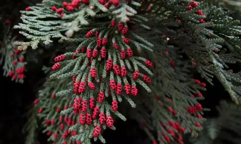 Chamaecyparis: El Ciprés Falso, Un Gigante Milenario en Tu Jardín