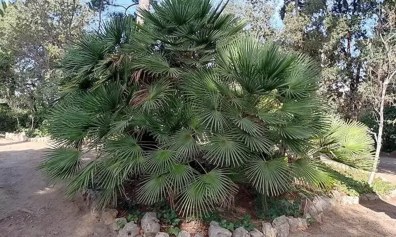 El Palmito: Joya Botánica del Mediterráneo