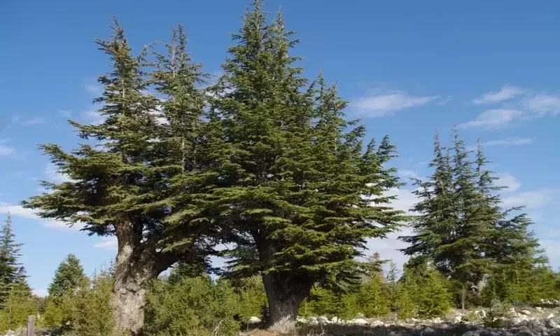 El Cedro: Un Gigante Milenario de la Naturaleza y Sus Secretos