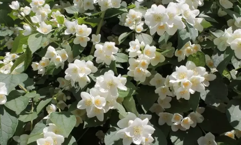 Celinda: La Joya Aromática que Embellece tu Jardín en Climas Fríos