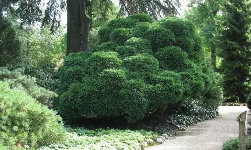 Descubriendo la Cryptomeria Japónica: Un Árbol Versátil para Diseños Orientales
