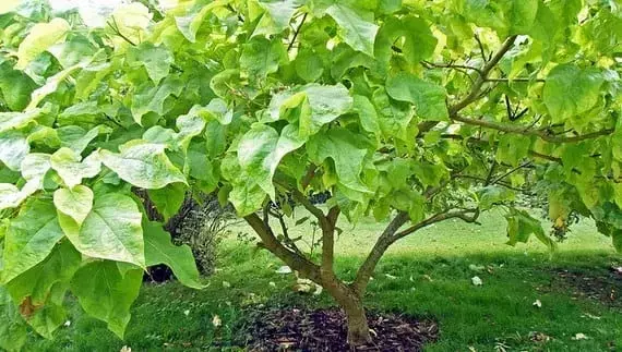 Descubriendo la Catalpa Bungei: Un Árbol Ornamental con Atractivo y Facilidad