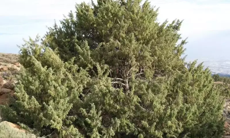 El Cedro Canario: Un Tesoro Botánico Amenazado que Requiere Protección