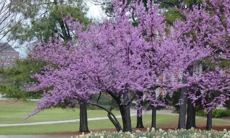 El Encanto del Árbol del Amor: Cercis siliquastrum