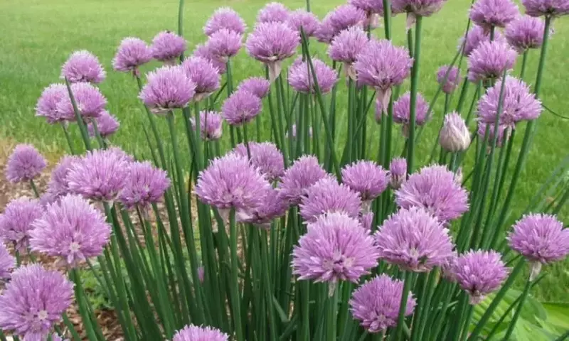 Descubriendo el Cebollino: Una Planta Versátil para el Hogar y la Salud