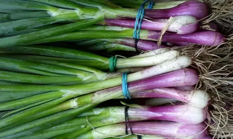 Cebollas de Verdeo: Un Tesoro Culinario y Medicinal del Jardín
