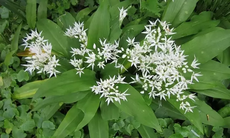 Allium Ursinum: El Ajo Silvestre de Propiedades Versátiles