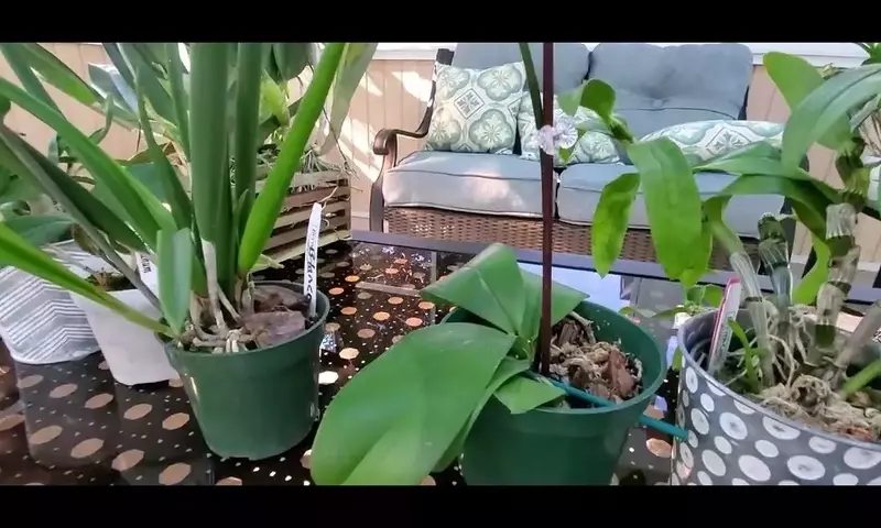 Descubriendo los Secretos del Cultivo Exitoso de Orquídeas Miltonia y Miltoniopsis