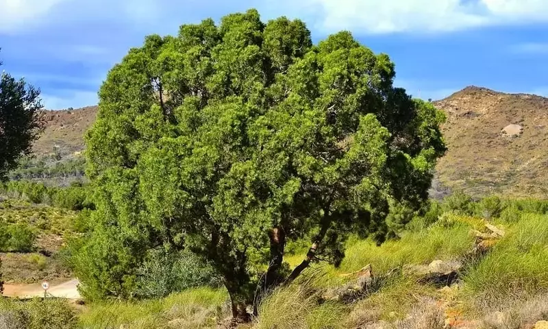 El Ciprés de Cartagena: Un Tesoro Botánico del Mediterráneo