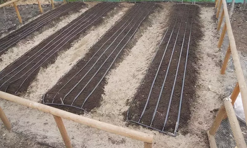 Optimización del Cultivo: El Arte de las Cintas de Semillas Hechas en Casa