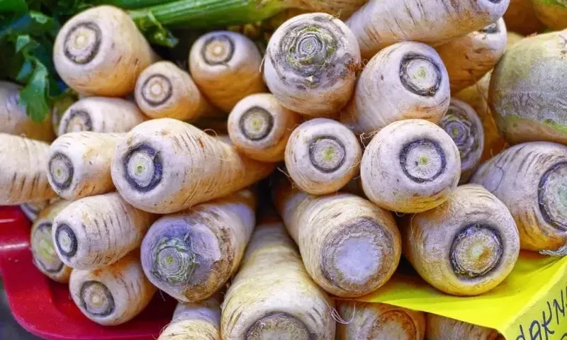 Descubriendo la Pastinaca: Cultivo, Propiedades y Beneficios