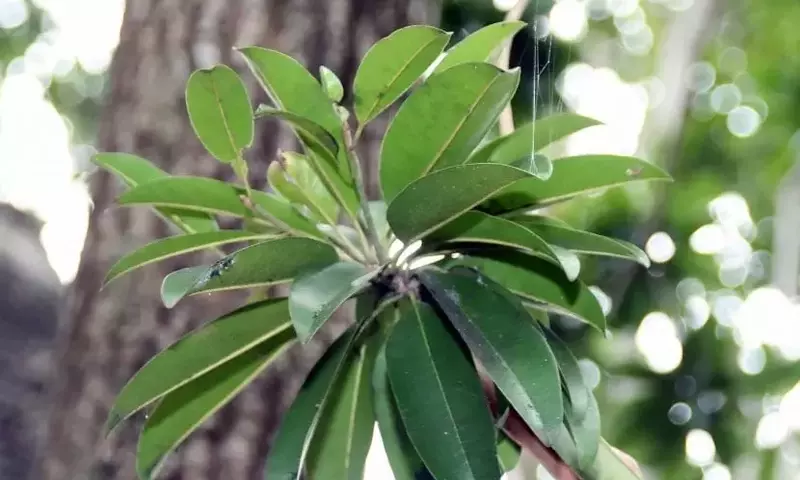 El Chicozapote: Un Tesoro Tropical con Múltiples Beneficios