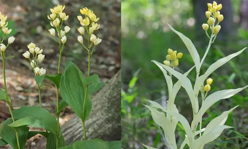 La Orquídea Fantasma: Un Enigma Botánico de Belleza Elusiva y Fragilidad Ecosistémica
