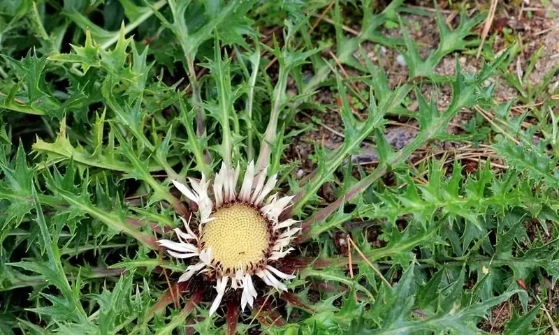 La Carlina Acaulis: Un Tesoro Botánico con Múltiples Virtudes