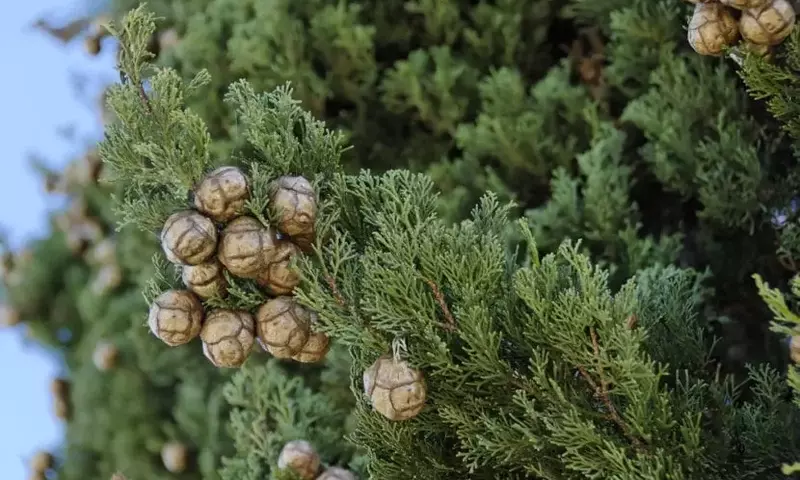 El Ciprés Común: Un Gigante Adaptable para su Jardín