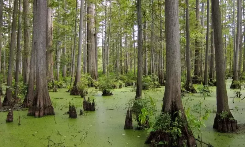 Taxodium distichum: El Ciprés Acuático y su Cultivo