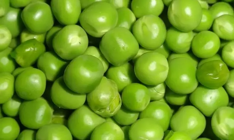 Guía Completa para el Cultivo Exitoso de Guisantes: Del Huerto a Tu Mesa