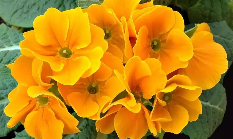 Descubre Plantas Resistentes para tu Jardín en Climas Fríos: Guía para Principiantes