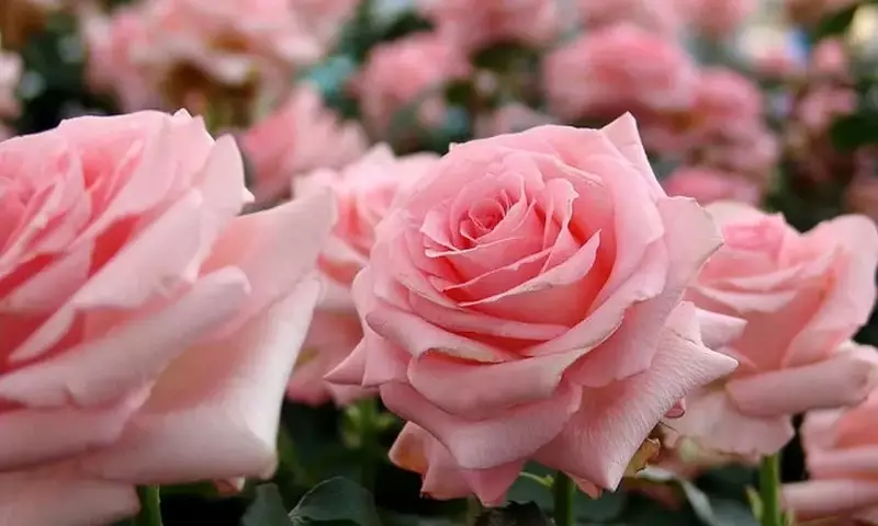 Un Vistazo Profundo a la Diversidad de las Rosas: Clasificación y Características