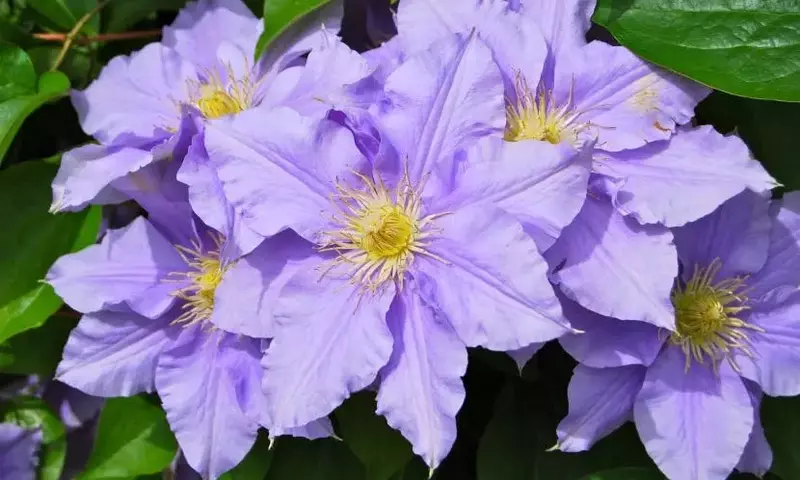 La Clematis: Un Tesoro Trepador Resistente y Versátil