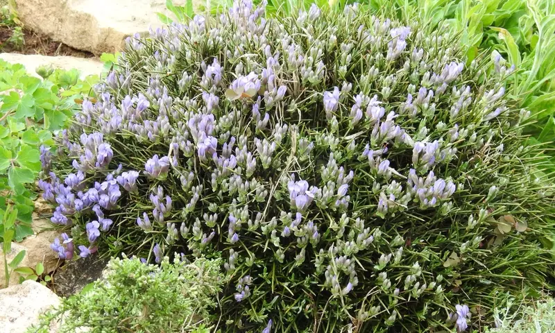 Erinacea anthyllis: La Joya del Mediterráneo
