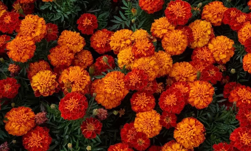 Clavel de la India: Belleza y Protección para tu Jardín