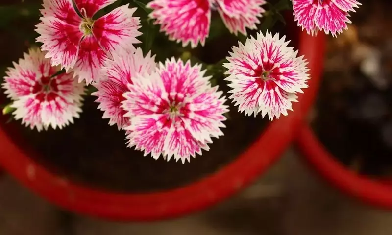 Cultivo y Cuidado del Clavel Chino: Guía Esencial para un Jardín Vibrante