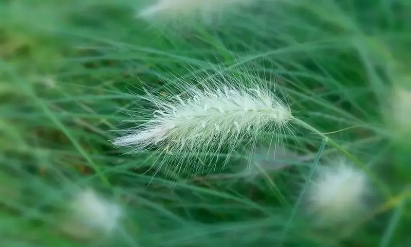 La Pennisetum: Belleza y Desafío en el Jardín