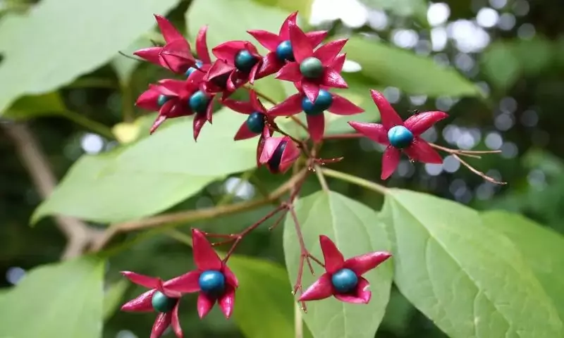 Descubriendo el Clerodendrum: Un Arbusto Excepcional para Cualquier Espacio