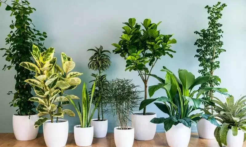 Guía Definitiva para el Cuidado de Árboles de Interior